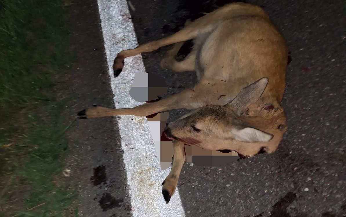 Ein Herz für mutterlose Rehkitze: Die Bambi-Retter von Doren