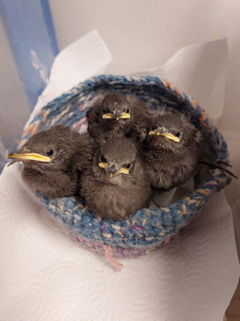 Hitze macht Wildtieren zu schaffen: "Jungvögel springen verzweifelt aus ihren Nestern"