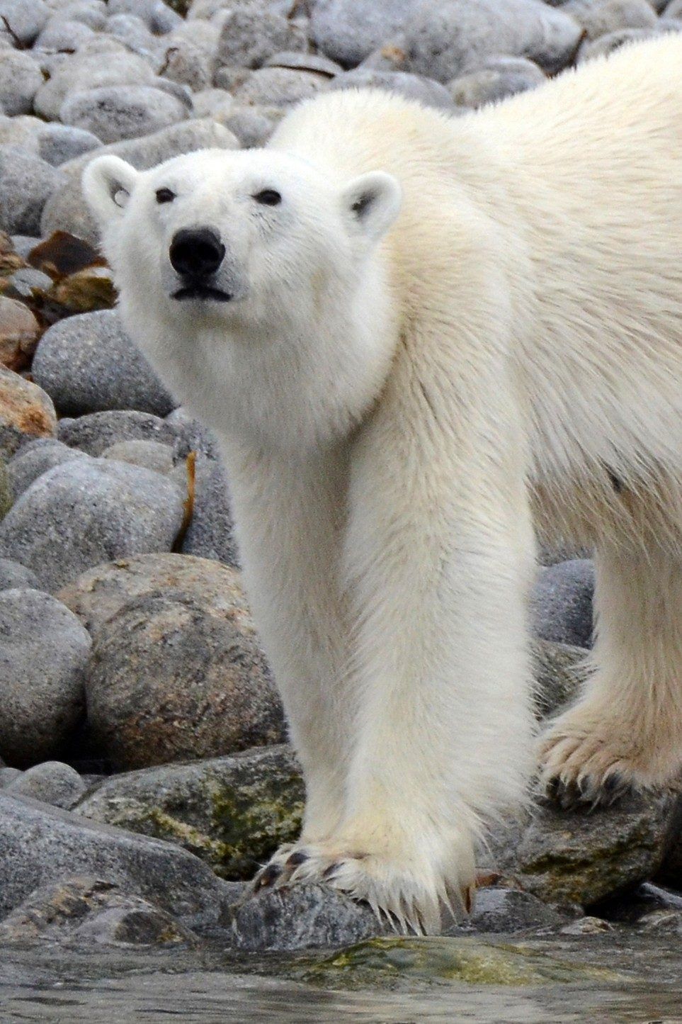 Wilfried Schneider: „Eisbären kann man auch im Zoo bestaunen – Aug in Aug mit ihnen in freier Wildbahn ist aber doch ein ganz anderes Gefühl.“ WILFRIED SCHNEIDER