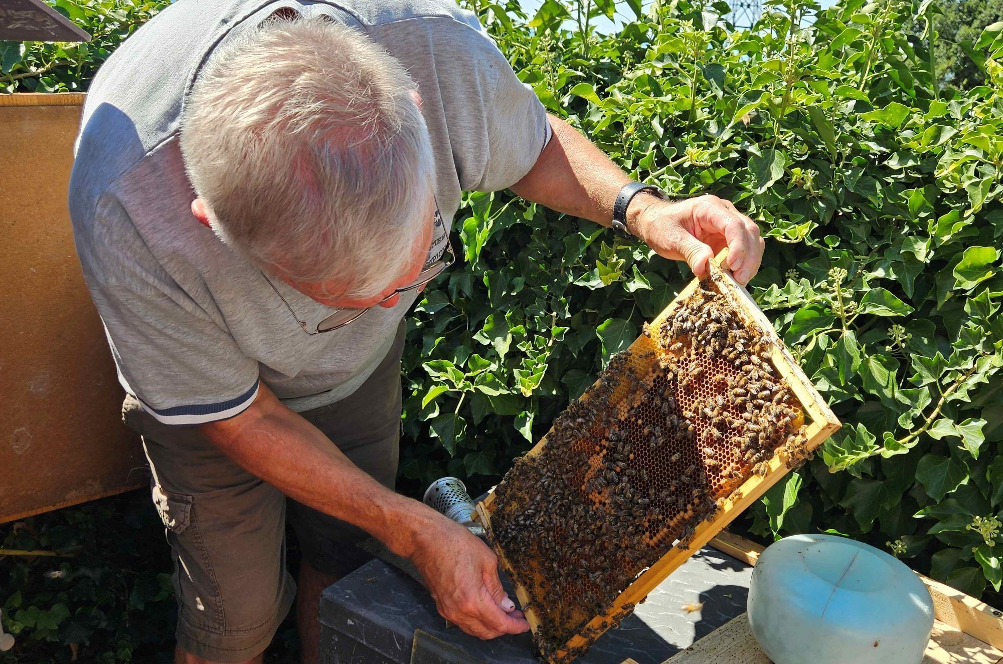 Leiblachtaler Ferienprogramm - Die Welt der Bienen anschaulich erklärt