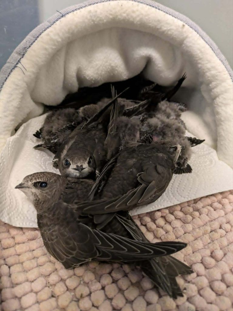 Hitze macht Wildtieren zu schaffen: "Jungvögel springen verzweifelt aus ihren Nestern"