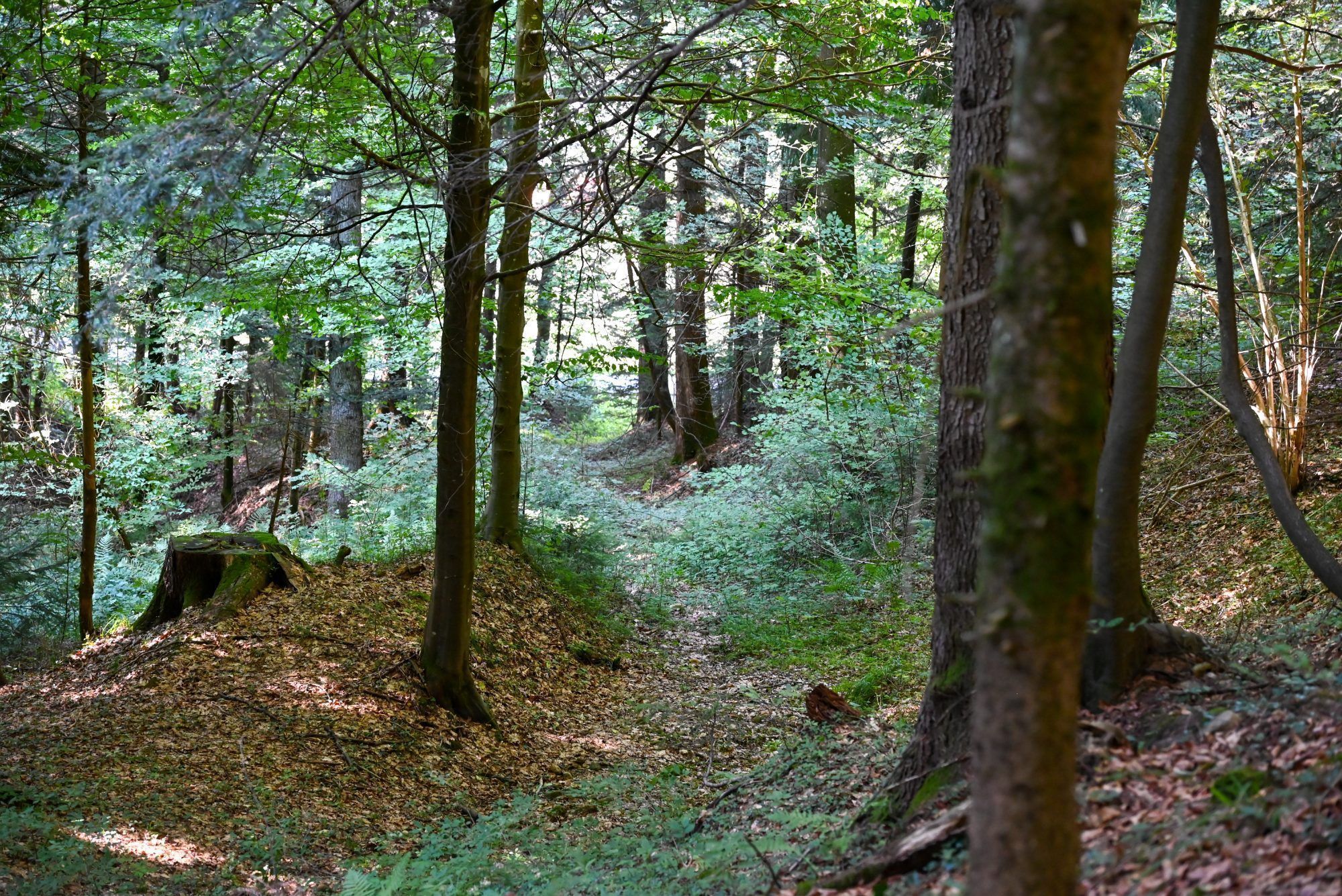 Am Pfänderhang gibt es nun einen eigenen Wald des Friedens.