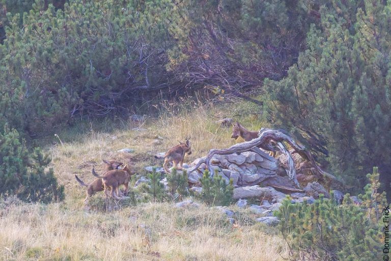 Wolfsrudel nahe Vorarlberg in Liechtenstein entdeckt