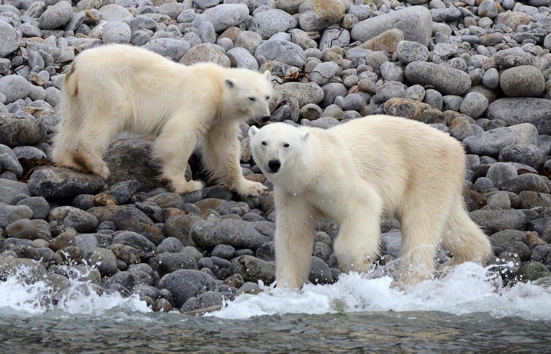 Über seine Reisen in ferne Länder berichtet der leidenschaftliche Fotograf regelmäßig in Vorträgen. Sein eindrucksvollstes Erlebnis? „Eisbären in freier Wildbahn in der Arktis“. WILFRIED SCHNEIDER