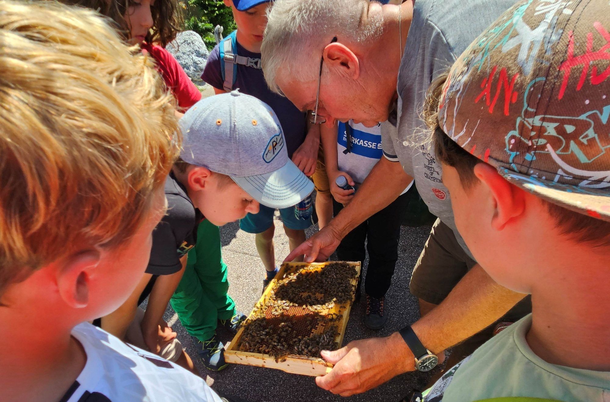 Ohne Scheu betrachteten die Kinder das emsige Arbeiten der Bienen.