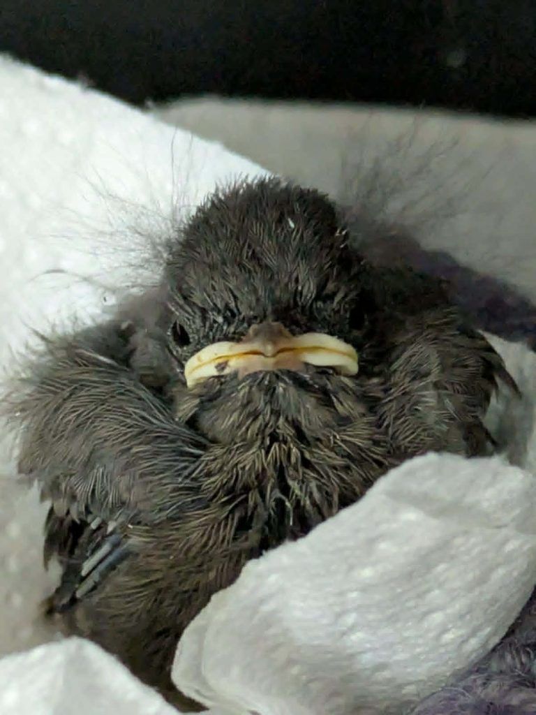 Hitze macht Wildtieren zu schaffen: "Jungvögel springen verzweifelt aus ihren Nestern"