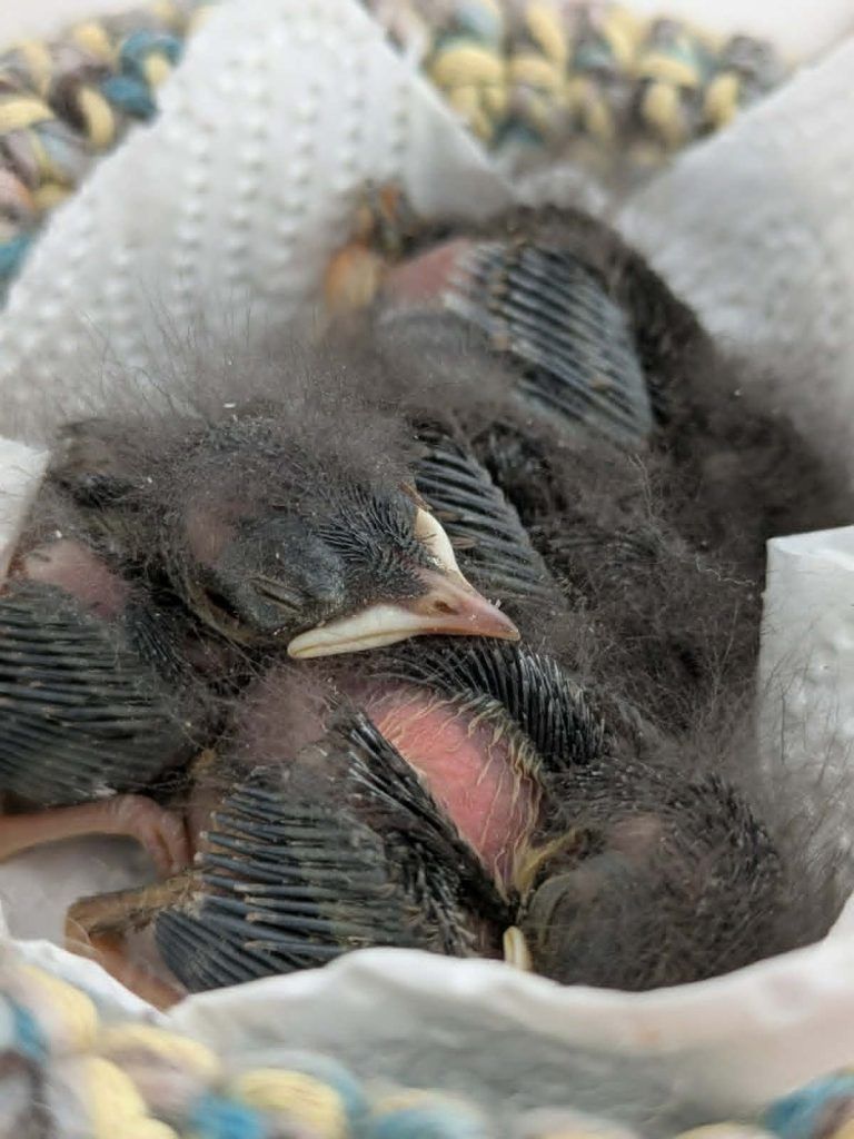 Hitze macht Wildtieren zu schaffen: "Jungvögel springen verzweifelt aus ihren Nestern"