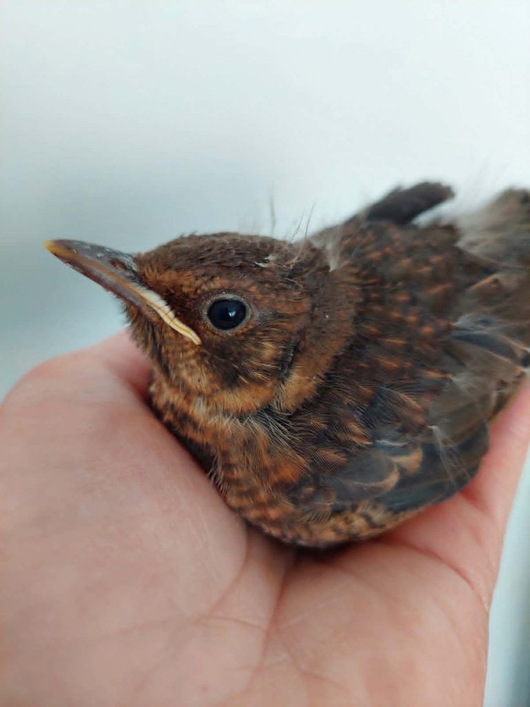 Hitze macht Wildtieren zu schaffen: "Jungvögel springen verzweifelt aus ihren Nestern"