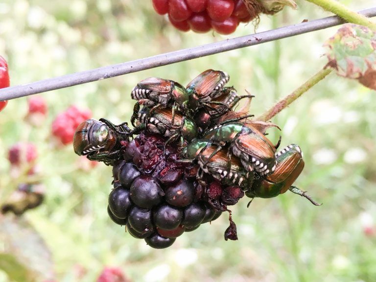 Vor diesen Eindringlingen in unserer Natur warnt die Expertin