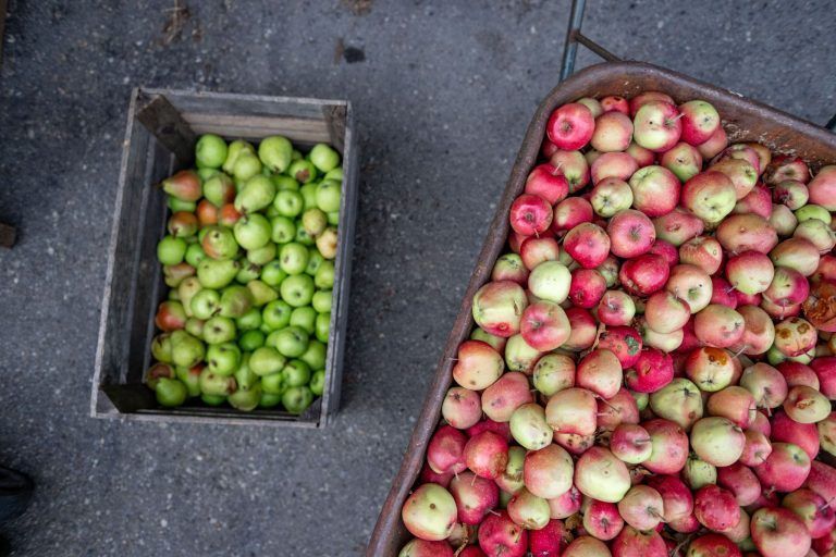 Frühstart in die Mostsaison: "Im August habe ich noch nie gemostet"
