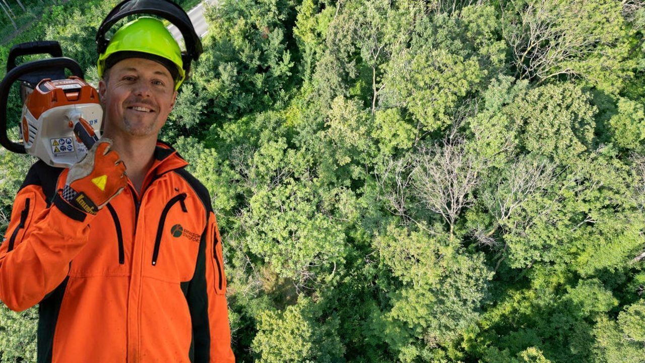 Braune Blätter mitten im Sommer: Warum Vorarlbergs Bäume jetzt ihr Laub abwerfen