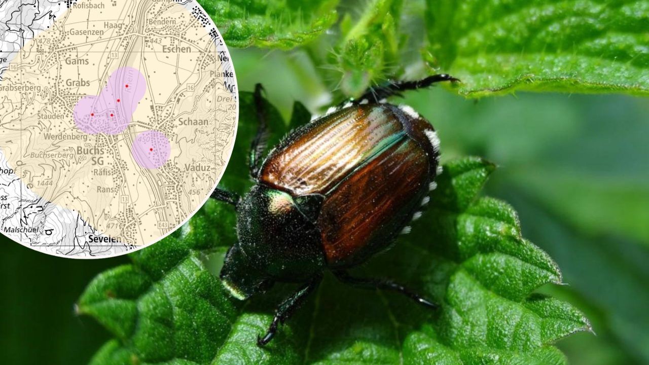 Alarm an der Grenze: Japankäfer rückt Vorarlberg gefährlich nahe