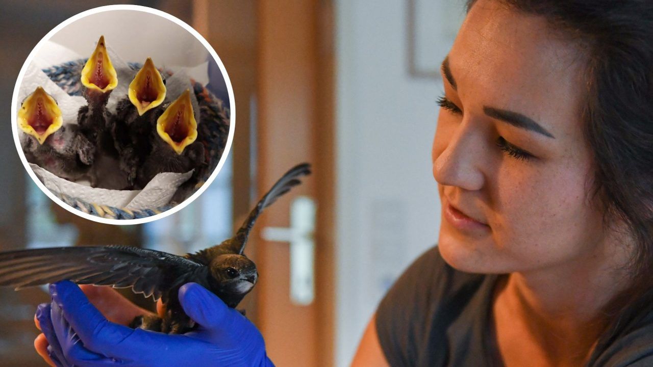 Hitze macht Wildtieren zu schaffen: "Jungvögel springen verzweifelt aus ihren Nestern"