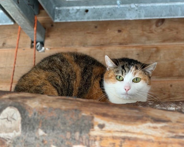 Treue Schäferdame mit großem Herzen sucht ein liebevolles Zuhause