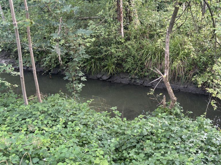 Die Trockenheit zerstört Straßen und Wäldchen