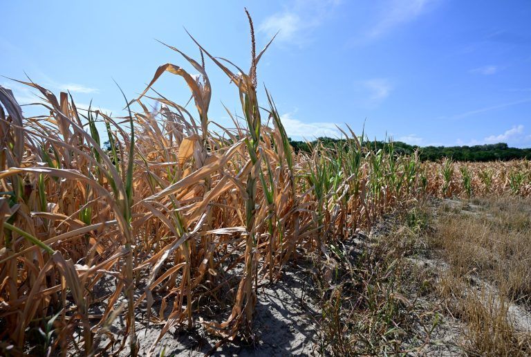 Vorarlberger Genossenschaftsbank greift Landwirten unter die Arme