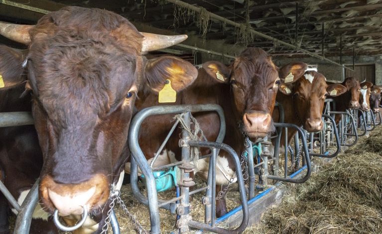 Massive Vorwürfe gegen Vorarlberger Tierarzt: "Völlig absurde Ausflüchte"