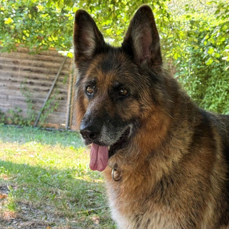 Treue Schäferdame mit großem Herzen sucht ein liebevolles Zuhause
