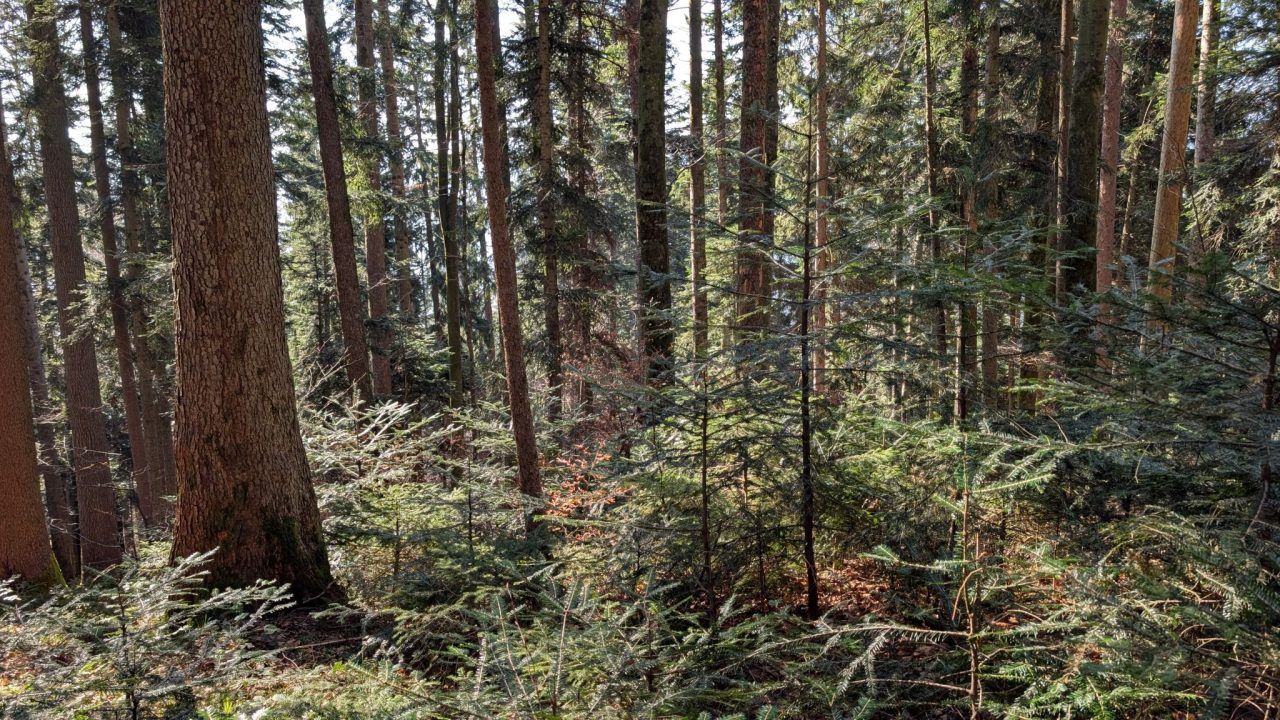 Braune Blätter mitten im Sommer: Warum Vorarlbergs Bäume jetzt ihr Laub abwerfen