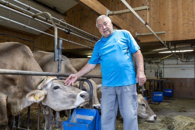 So könnten Wolfsrisse der Montafoner Alpwirtschaft den Garaus machen