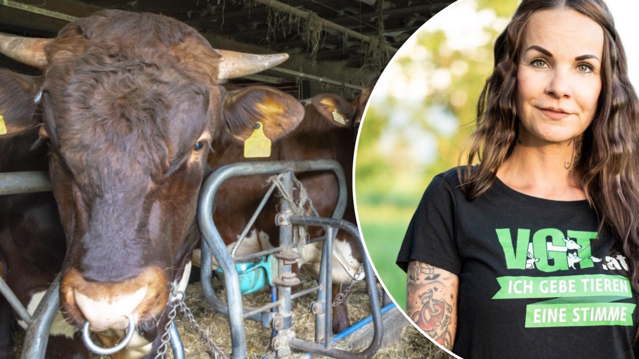 Massive Vorwürfe gegen Vorarlberger Tierarzt: "Völlig absurde Ausflüchte"