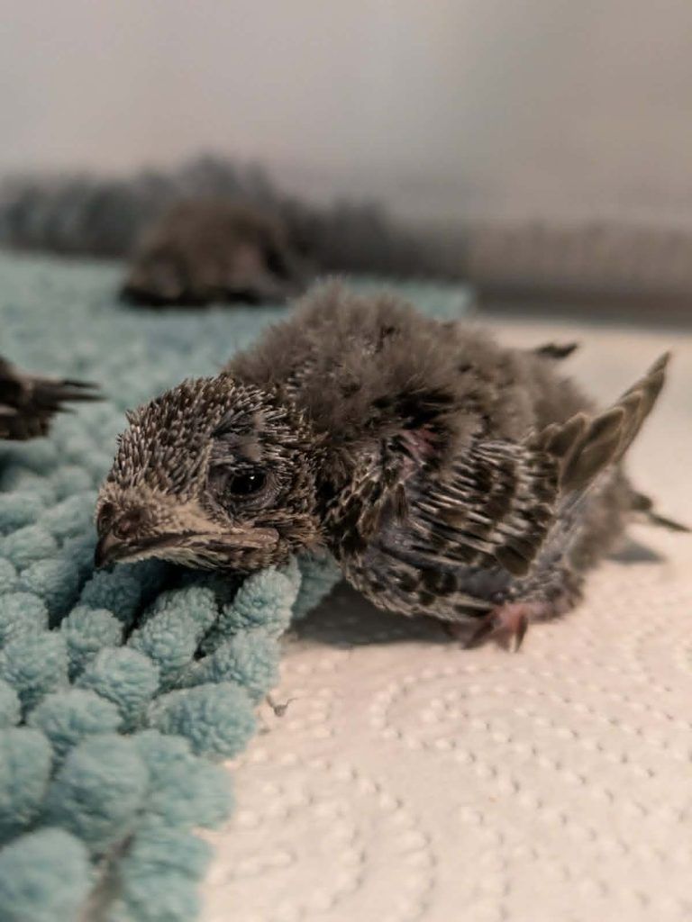 Hitze macht Wildtieren zu schaffen: "Jungvögel springen verzweifelt aus ihren Nestern"