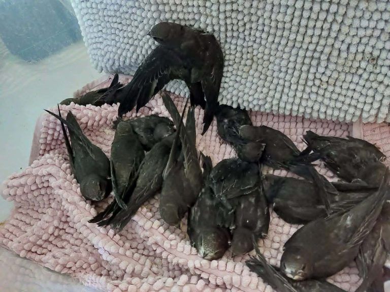Hitze macht Wildtieren zu schaffen: "Jungvögel springen verzweifelt aus ihren Nestern"