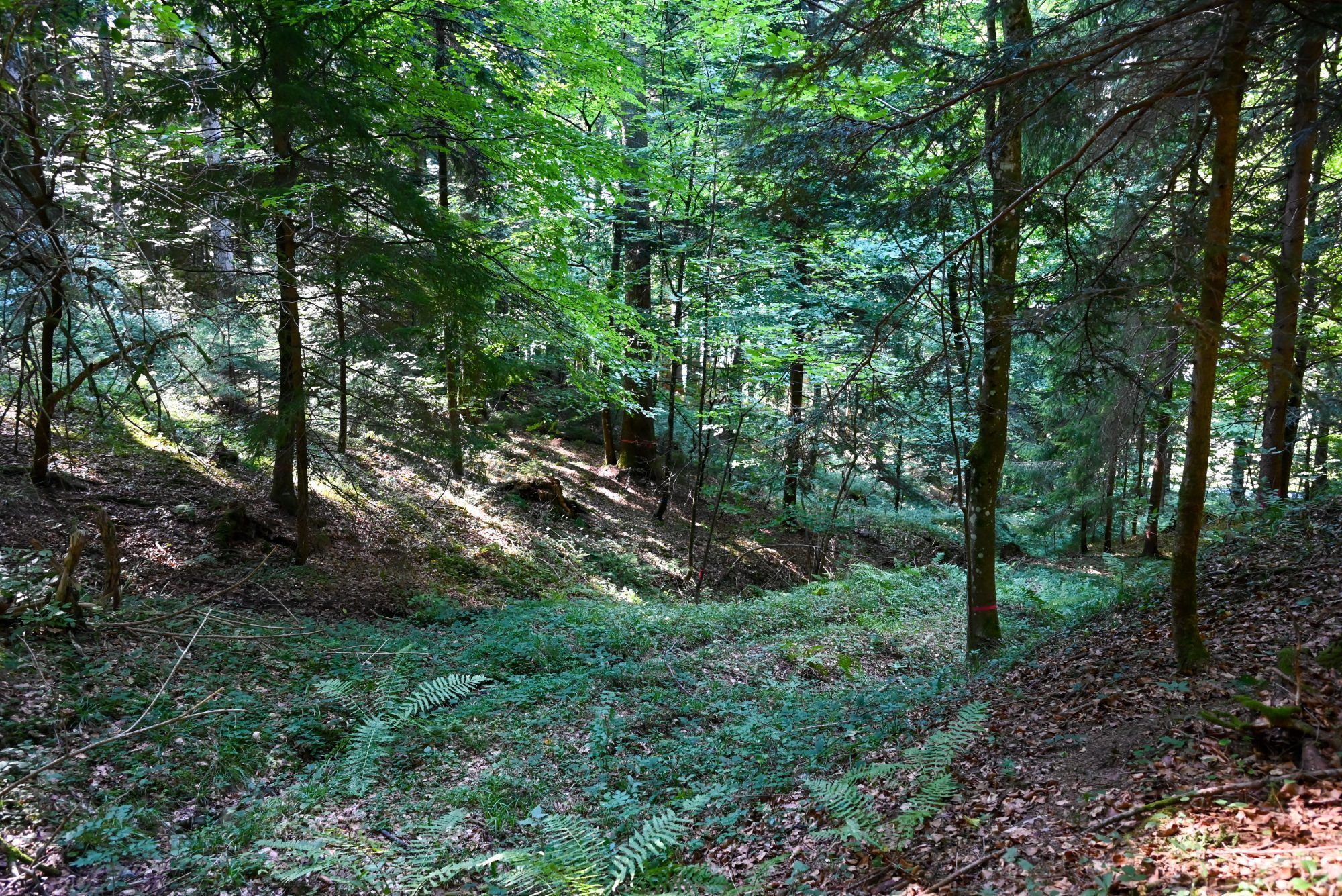 In den kommenden Wochen werden Wege im Wald errichtet.