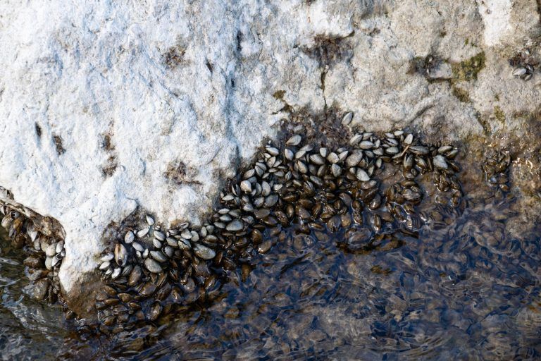 Dieses Wesen macht den Fischen den Garaus
