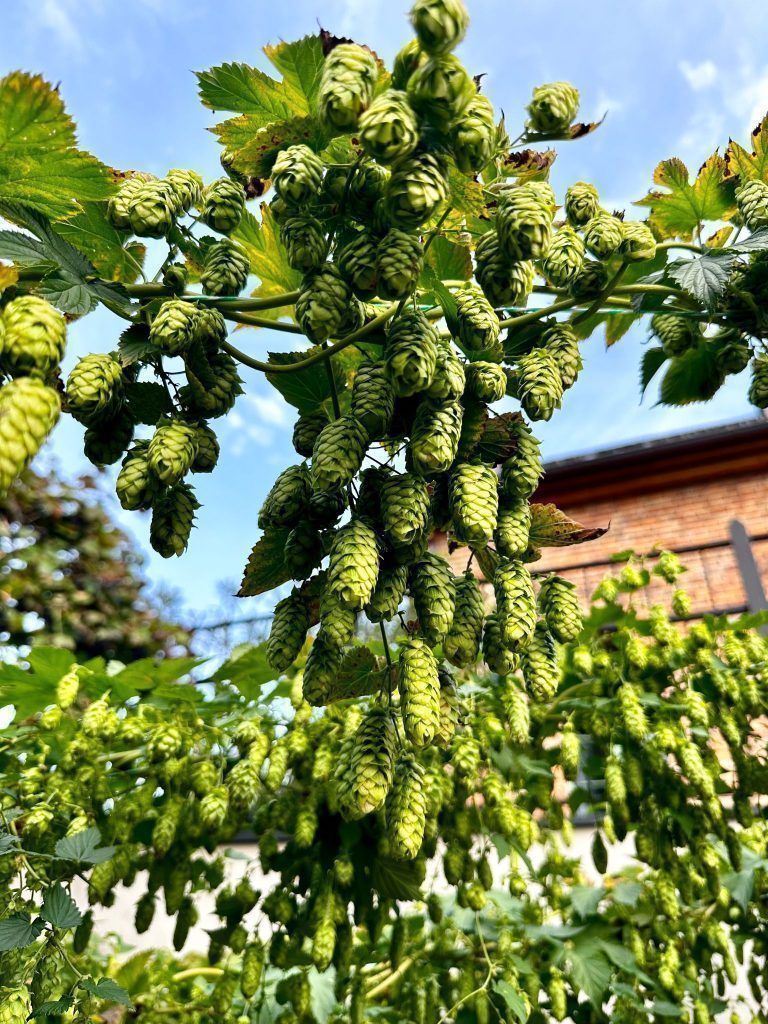 Neue Brauerei in Dornbirn geplant: Das steckt dahinter