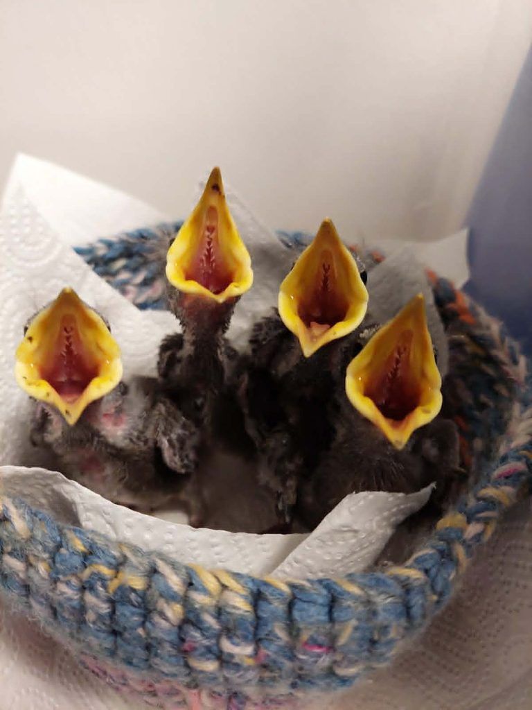 Hitze macht Wildtieren zu schaffen: "Jungvögel springen verzweifelt aus ihren Nestern"