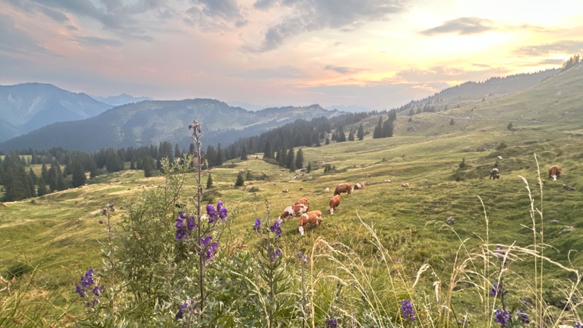 Die Kühe genossen die letzten Tage auf der Alpe Gävis.