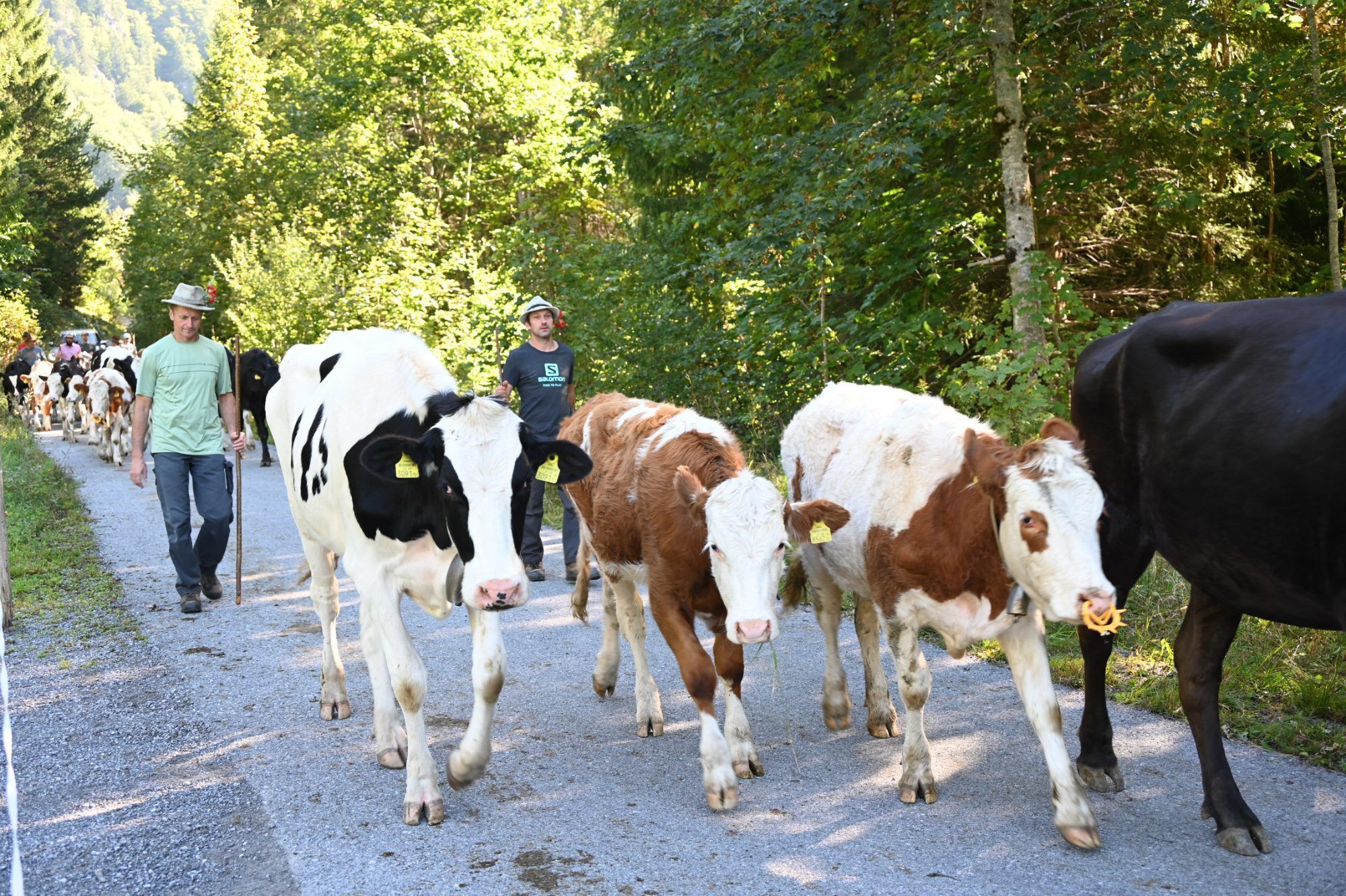 Alpabtrieb im Klostertal