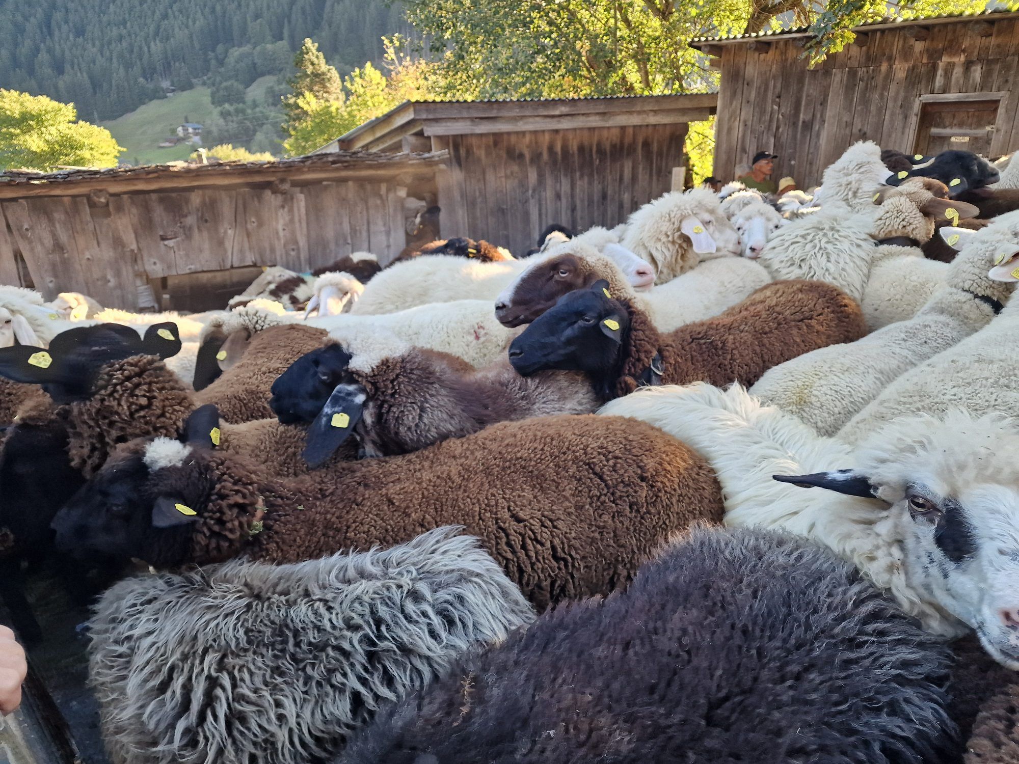 Das war die Schafscheide Garnera in Gaschurn.
