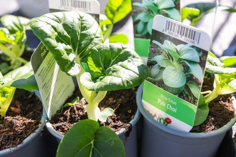 "Das hat sich komplett verändert": Warum man mit der Gartenarbeit nicht bis zum Frühling warten sollte