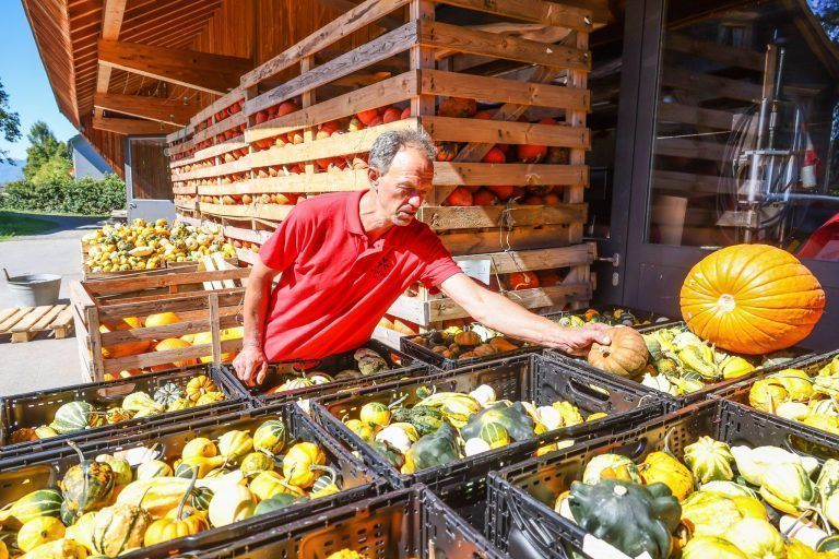 "Es ist wie in einer Lotterie" – Kürbisbauer zieht nach Hitzesommer Bilanz