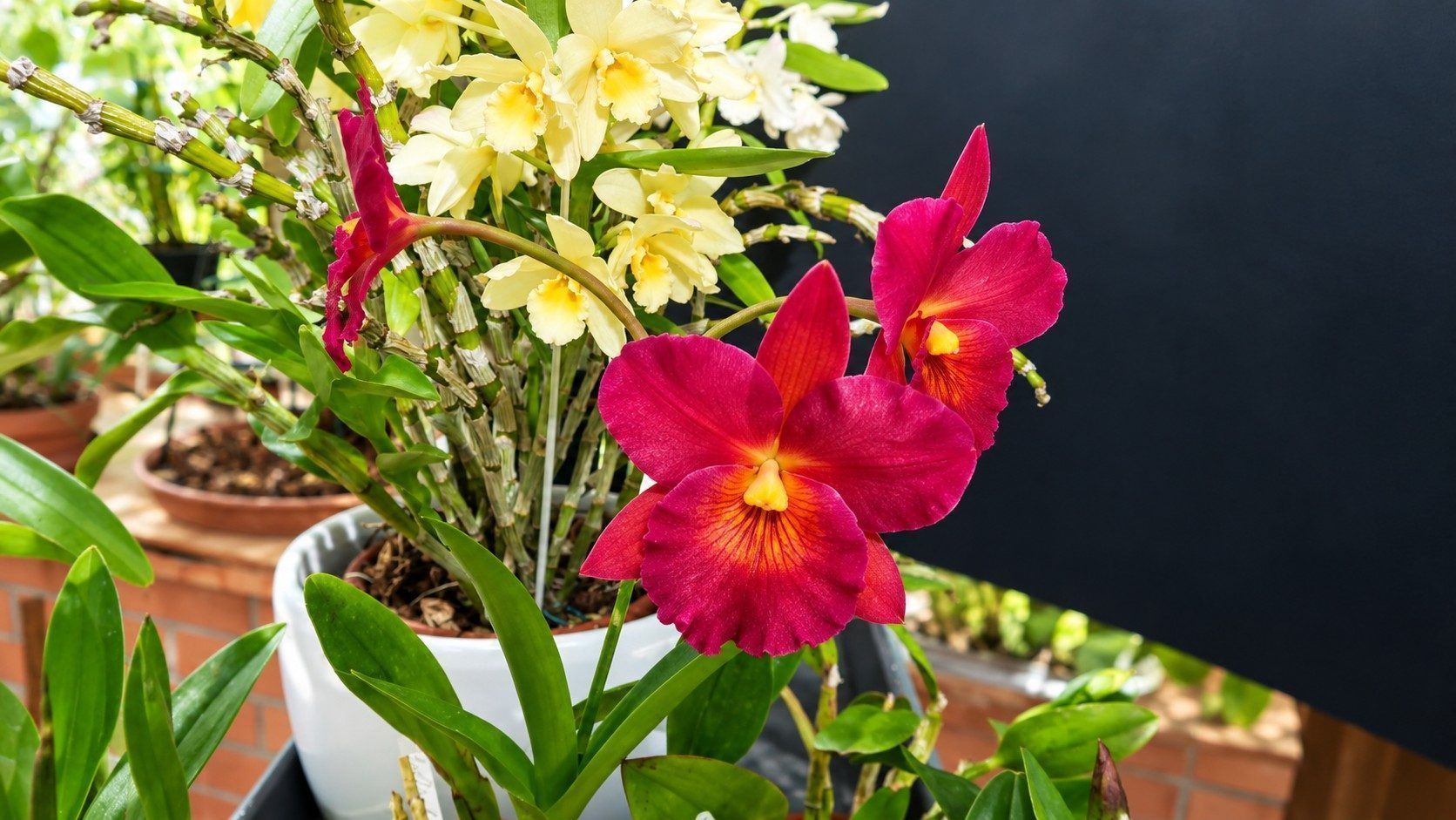 Freude an den Pflanzen: Magenta-Orchideen blühen in voller Pracht bei Obfrau Inge Joike.