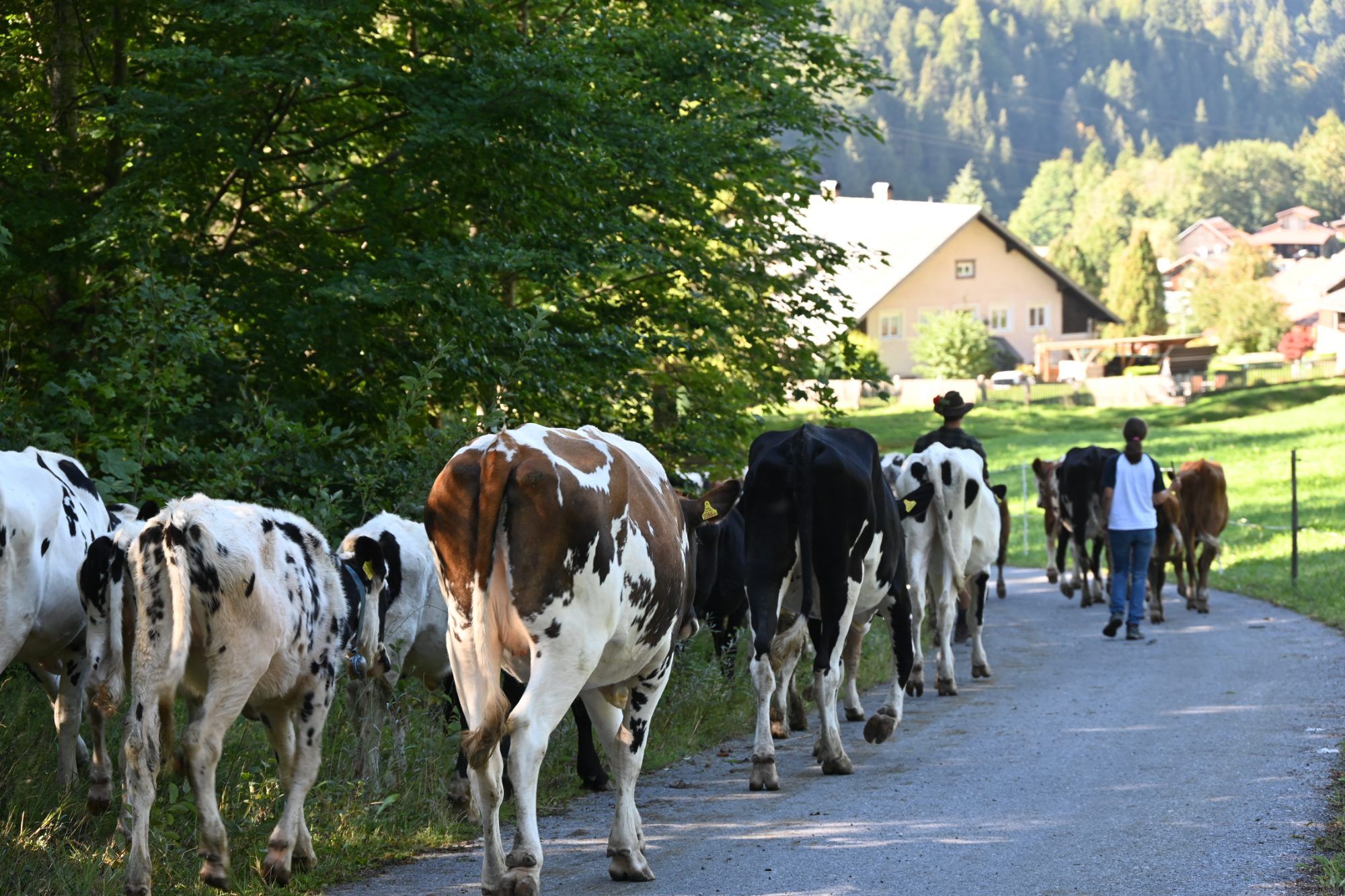 Alpabtrieb im Klostertal