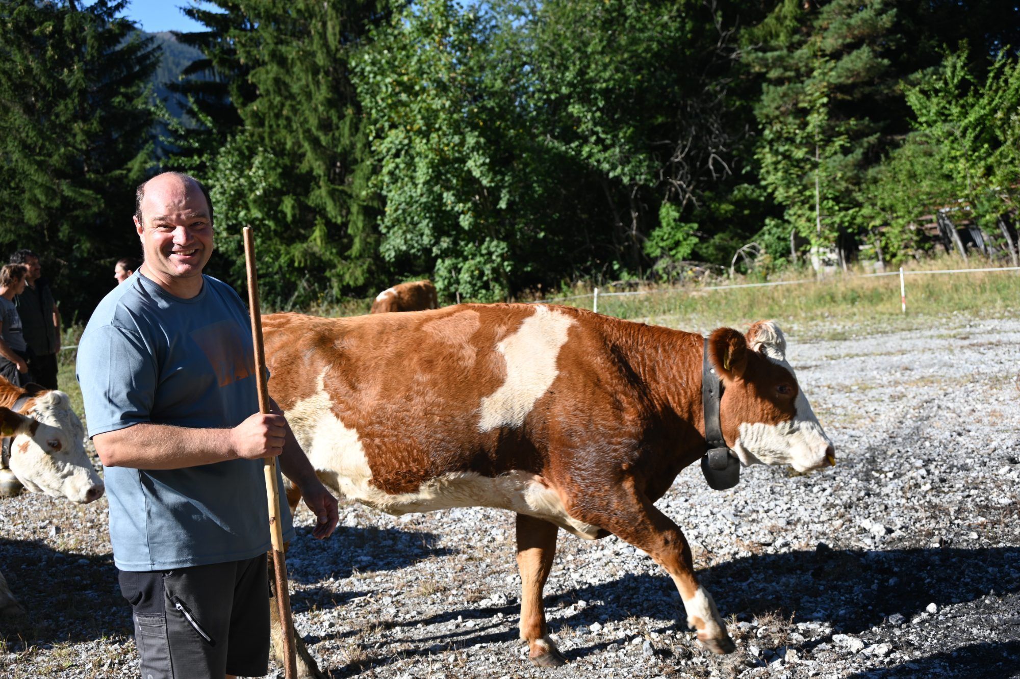 Alpabtrieb im Klostertal