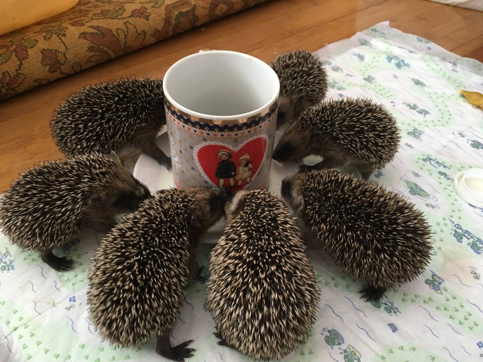 Die Igel werden bei der Wildtierhilfe gefüttert und aufgepäppelt.