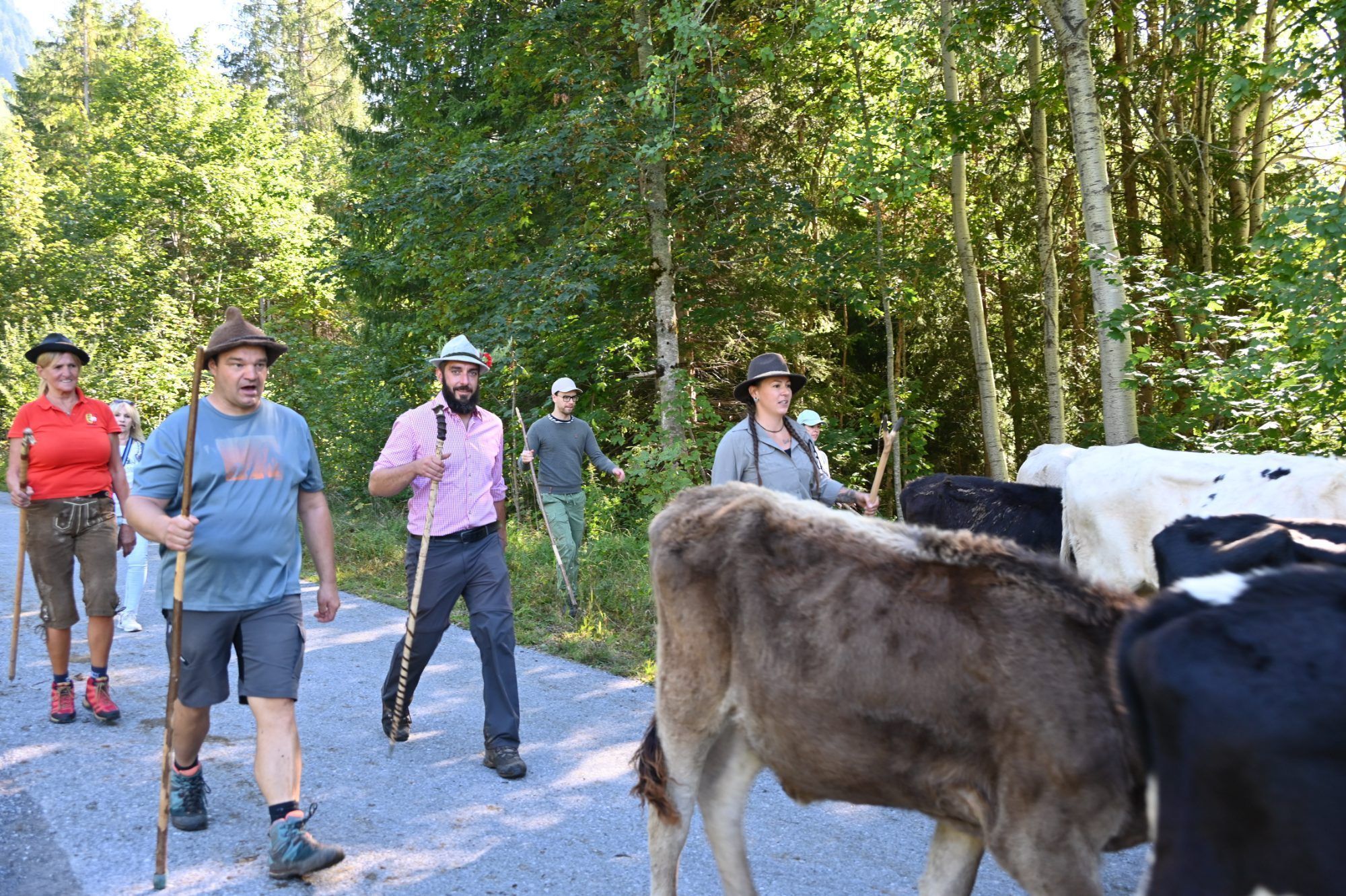 Alpabtrieb im Klostertal