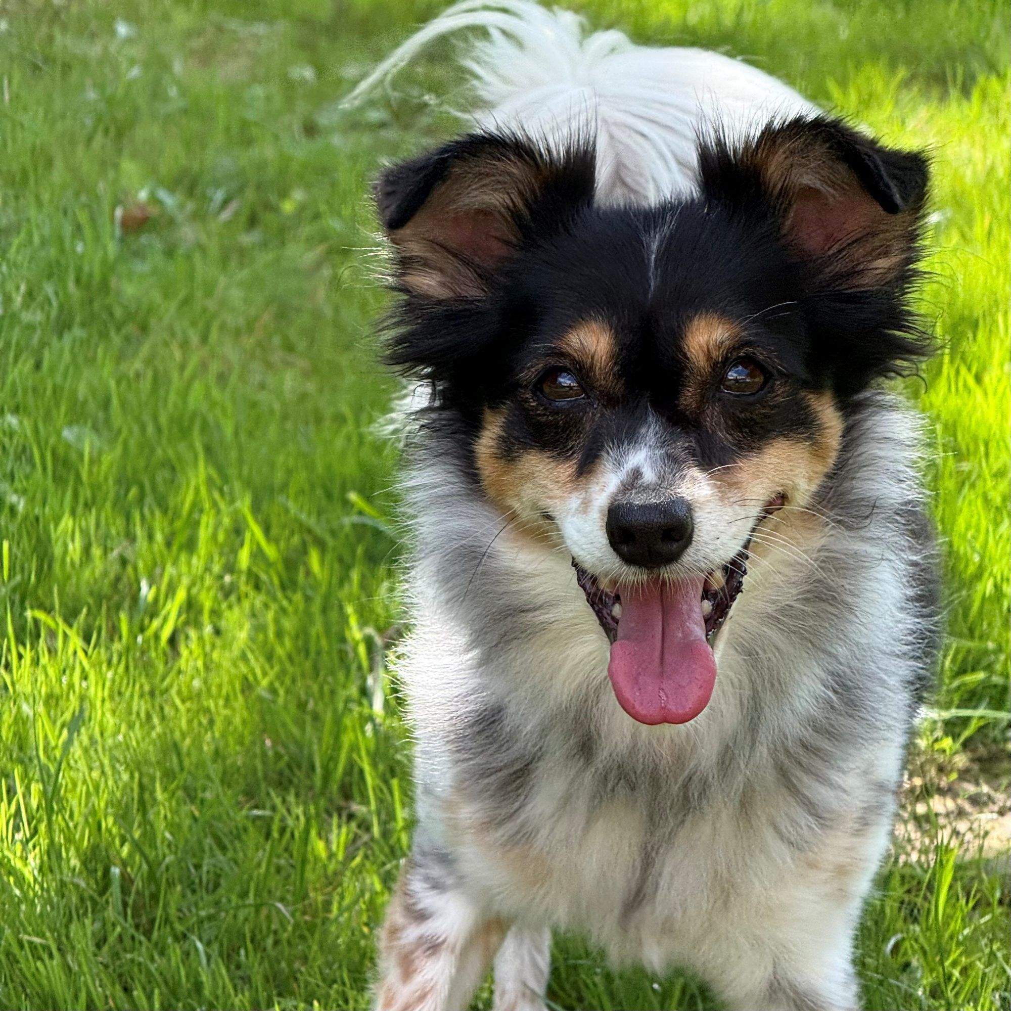 Maya und ihre vierbeinigen Freunde hoffen auf zahlreiche Spenden.