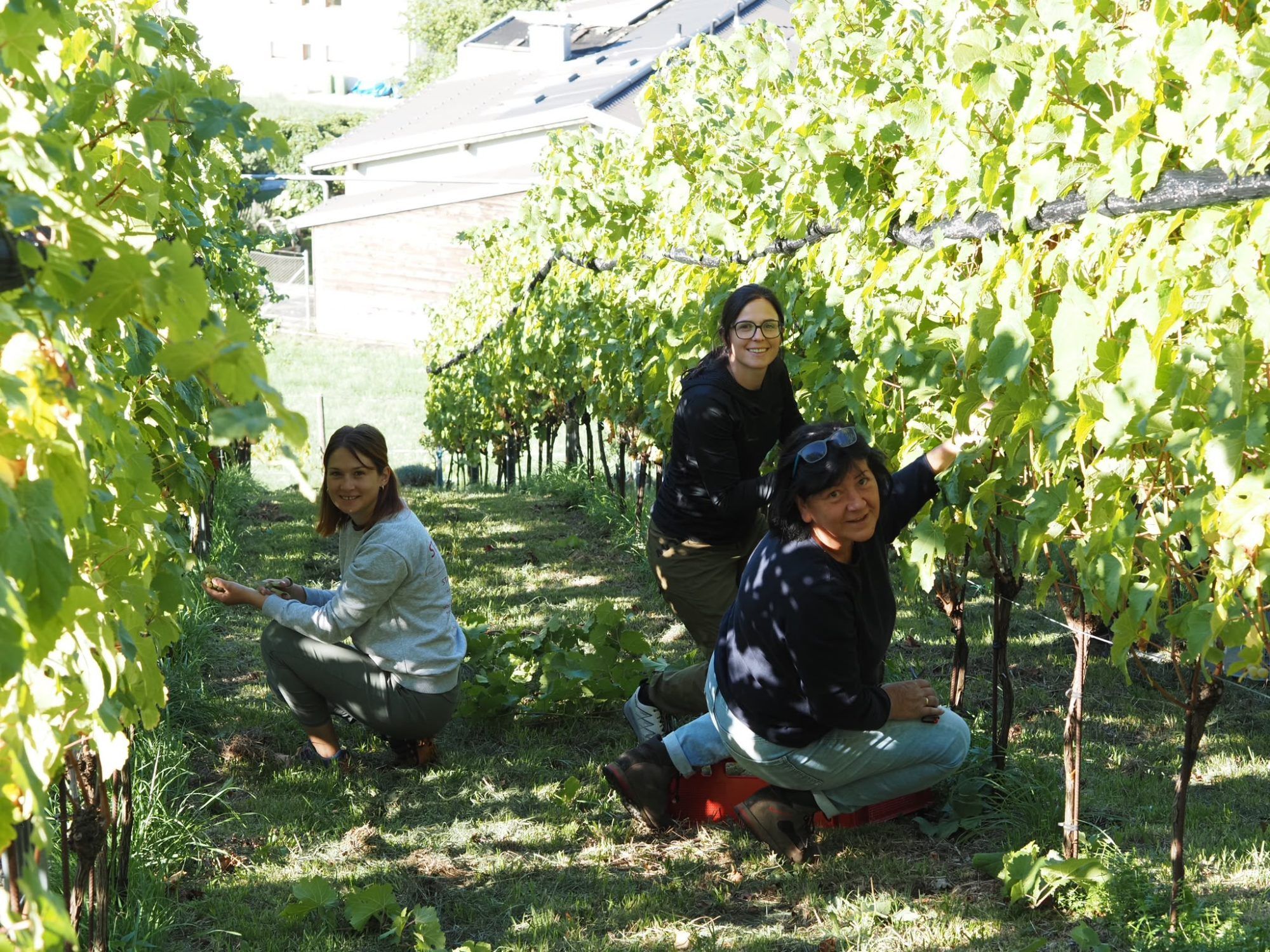 Die Weinlese im Familienweingut Tschann in Bludenz-Rungelin ist immer ein Fest für die ganze Familie, Freunde und viele freiwillige Helfer.