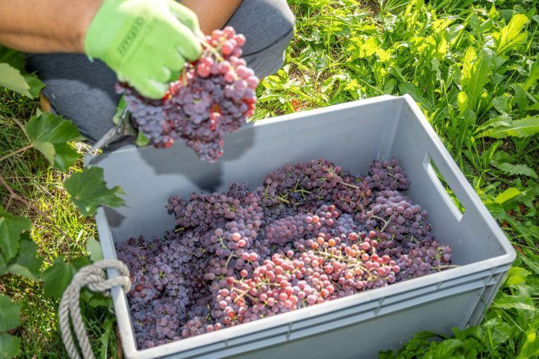 Die Weinlese ist eröffnet: "Wir steuern auf eine Sensationsernte zu“