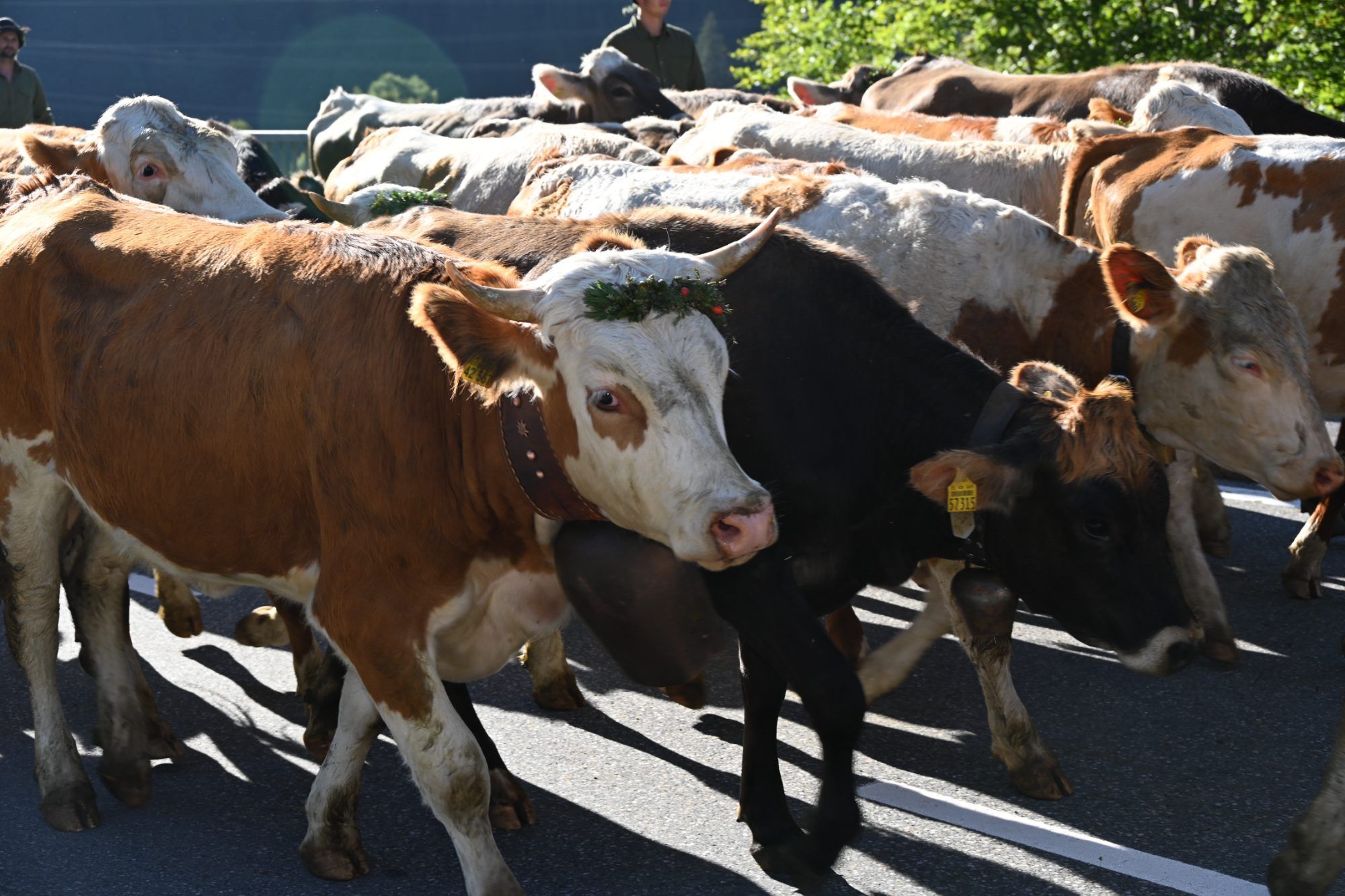 Alpabtrieb im Klostertal