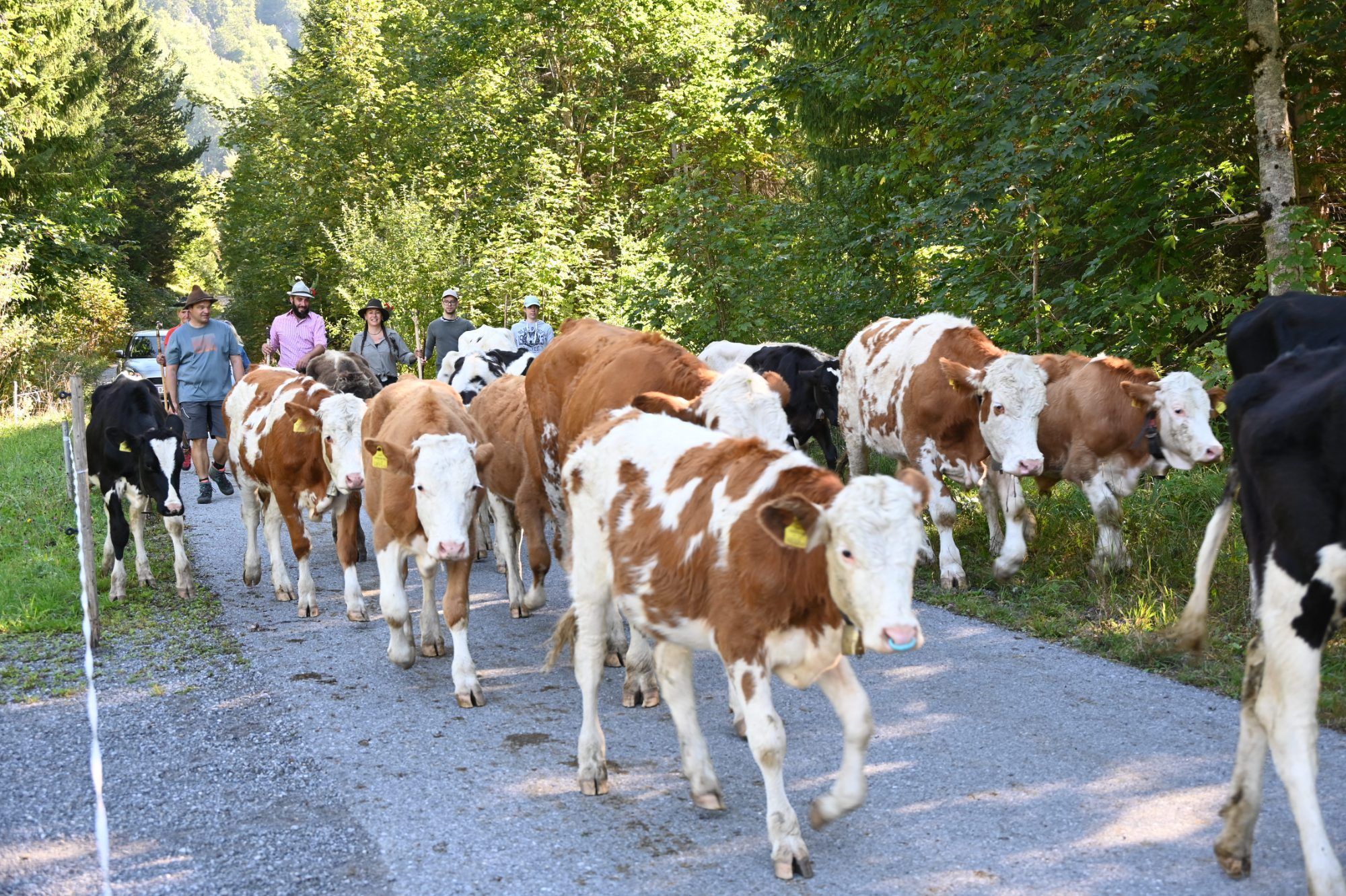 Alpabtrieb im Klostertal