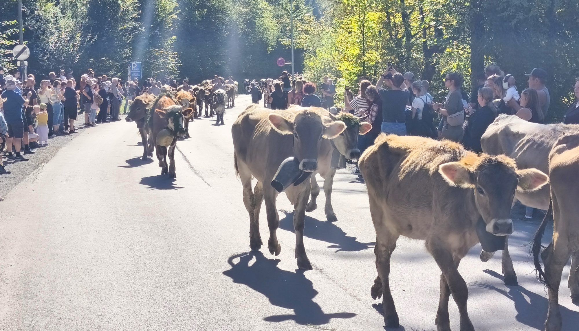 Ein gelungener Dornbirner Alpsommer ging mit einem großen Fest in der Enz zu Ende.