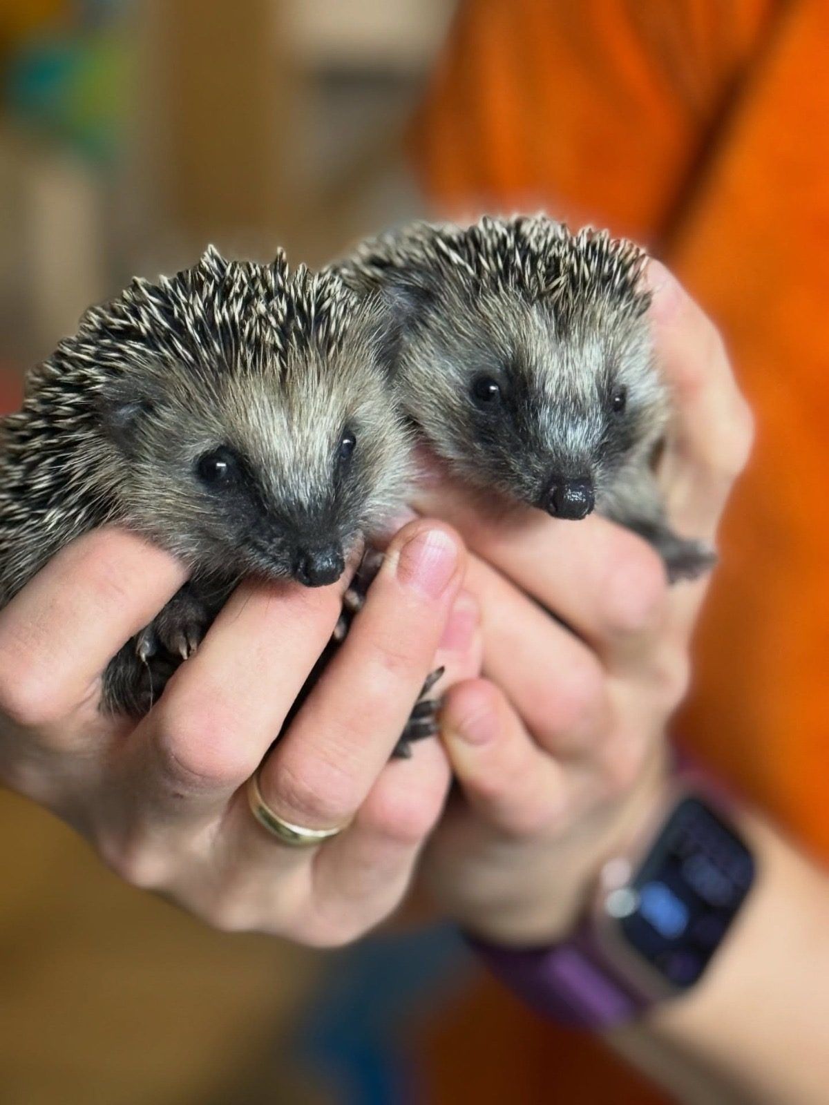 Zwei junge Igel werden bei der Wildtierhilfe versorgt.