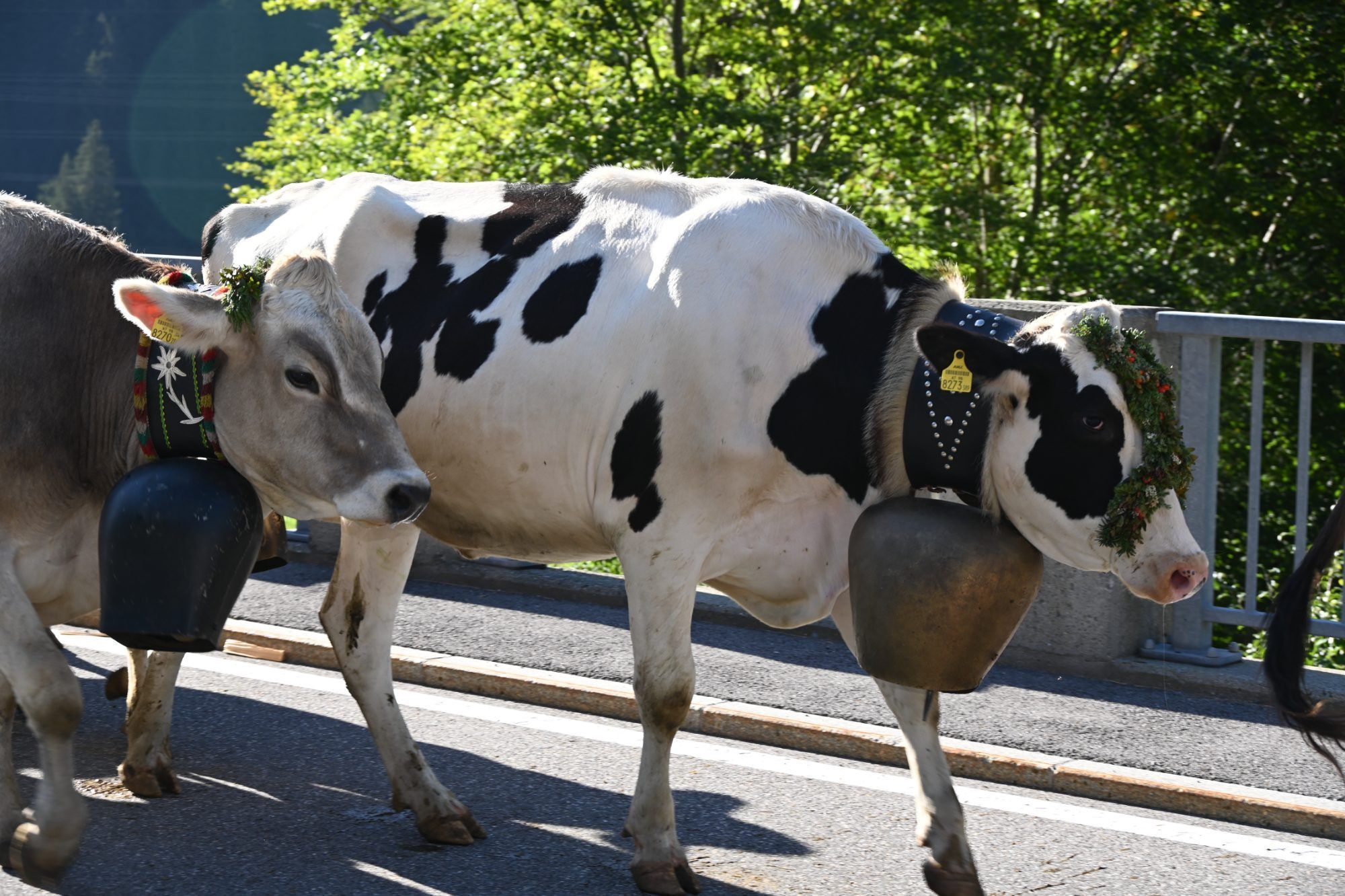 Alpabtrieb im Klostertal