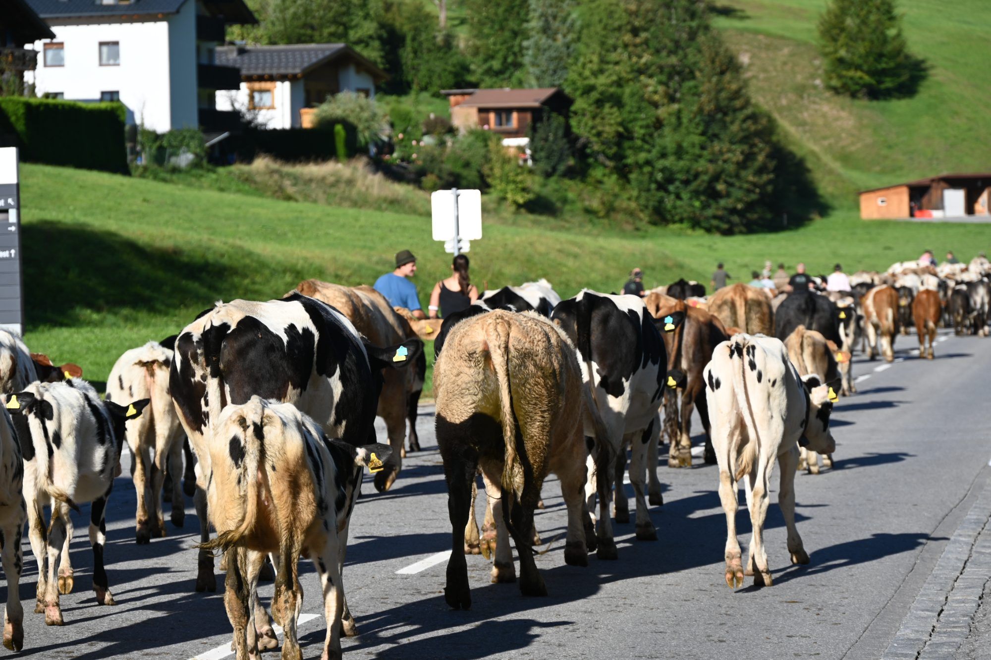 Alpabtrieb im Klostertal